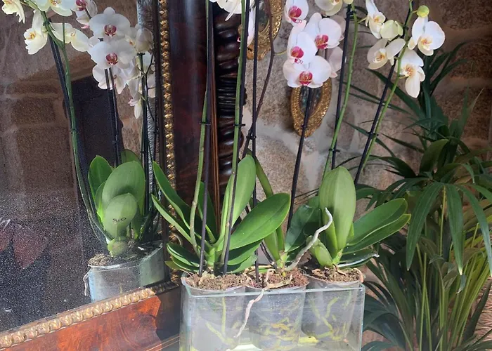 B&B Rustico San Jaime 오렌세